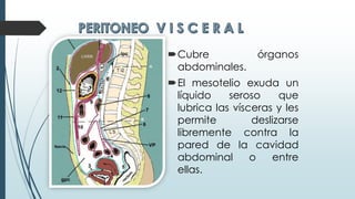 Cubre órganos
abdominales.
El mesotelio exuda un
líquido seroso que
lubrica las vísceras y les
permite deslizarse
libremente contra la
pared de la cavidad
abdominal o entre
ellas.
 