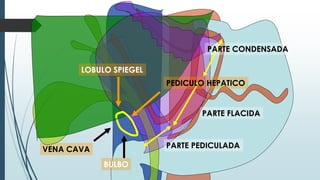 BULBO
VENA CAVA
PARTE FLACIDA
PARTE CONDENSADA
PARTE PEDICULADA
LOBULO SPIEGEL
PEDICULO HEPATICO
 
