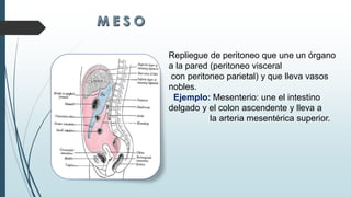 Repliegue de peritoneo que une un órgano
a la pared (peritoneo visceral
con peritoneo parietal) y que lleva vasos
nobles.
Ejemplo: Mesenterio: une el intestino
delgado y el colon ascendente y lleva a
la arteria mesentérica superior.
 