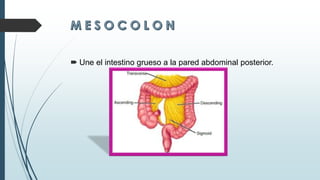  Une el intestino grueso a la pared abdominal posterior.
 