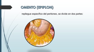repliegue específico del peritoneo, se divide en dos partes:
 
