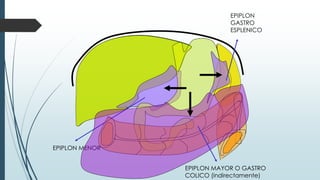 EPIPLON MAYOR O GASTRO
COLICO (indirectamente)
EPIPLON MENOR
EPIPLON
GASTRO
ESPLENICO
 
