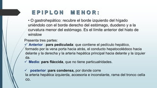 Presenta tres partes:
 Anterior : pars pediculada: que contiene el pedículo hepático,
formado por la vena porta hacia atrás, el conducto hepatocolédoco hacia
delante y la derecha y la arteria hepática principal hacia delante y la izquier
da.
 Medio: pars fláccida, que no tiene particualridades.
 posterior :pars condensa, por donde corre
la arteria hepática izquierda, accesoria e inconstante, rama del tronco celía
co.
• O gastrohepático: recubre el borde izquierdo del hígado
uniéndolo con el borde derecho del estómago, duodeno y a la
curvatura menor del estómago. Es el límite anterior del hiato de
winslow
 