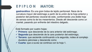 Está formado por cuatro hojas:
 Primera: que desciende de la cara anterior del estómago.
 Segunda:que desciende de la cara posterior del estómago,
 Tercera: que asciende continuando a la segunda, rodea al complejo
duodeno páncreas y desciende como
 Cuarta: que a suvez se continúa con la hoja 1.
gastrocólico: Es una gran bolsa de tejido peritoneal. Nace de la
curvatura mayor del estómago a partir de la unión de la hoja anterior y
posterior del peritoneo visceral de este, conformando una doble hoja
de serosa como la de los mesenterios. Desde allí desciende como un
mantel, pasando por enfrente del intestino delgado.
 