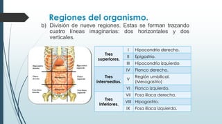 Regiones del organismo.
b) División de nueve regiones. Estas se forman trazando
cuatro líneas imaginarias: dos horizontales y dos
verticales.
Tres
superiores.
I Hipocondrio derecho.
II Epigastrio.
III Hipocondrio izquierdo
Tres
intermedios.
IV Flanco derecho.
V
Región umbilical.
(Mesogastrio)
VI Flanco izquierdo.
Tres
inferiores.
VII Fosa iliaca derecha.
VIII Hipogastrio.
IX Fosa iliaca izquierda.
 