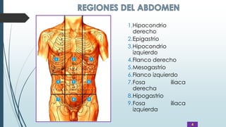 4
1.Hipocondrio
derecho
2.Epigastrio
3.Hipocondrio
izquierdo
4.Flanco derecho
5.Mesogastrio
6.Flanco izquierdo
7.Fosa iliaca
derecha
8.Hipogastrio
9.Fosa iliaca
izquierda
 