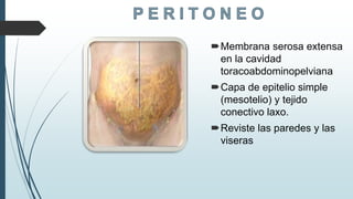 Membrana serosa extensa
en la cavidad
toracoabdominopelviana
Capa de epitelio simple
(mesotelio) y tejido
conectivo laxo.
Reviste las paredes y las
viseras
 