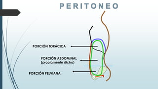 PORCIÓN TORÁCICA
PORCIÓN ABDOMINAL
(propiamente dicha)
PORCIÓN PELVIANA
 
