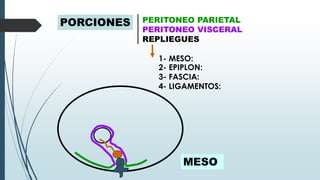 PORCIONES PERITONEO PARIETAL
PERITONEO VISCERAL
REPLIEGUES
1- MESO:
2- EPIPLON:
3- FASCIA:
4- LIGAMENTOS:
MESO
 