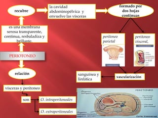 PERIOTONEO
es una membrana
serosa transparente,
continua, resbaladiza y
brillante.
recubre
la cavidad
abdominopélvica y
envuelve las vísceras
formado por
dos hojas
continuas
peritoneo
parietal
peritoneo
visceral,
sanguínea y
linfática
vascularización
relación
vísceras y peritoneo
O. intraperitonealesson
O. extraperitoneales
 