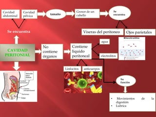 CAVIDAD
PERITONIAL
Se encuentra
Cavidad
abdominal
Cavidad
pélvica
Grosor de un
cabello
Viseras del peritoneo Ojos parietales
Se
encuentratamaño
Contiene
liquido
peritoneal
No
contiene
órganos electrolitos
agua
Linfocitos anticuerpos
Su
función
• Movimientos de la
digestión
• Lubrica
 