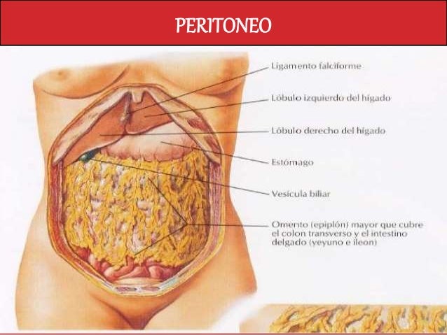 Peritoneo
