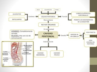 CAVIDAD
PERITONEAL
En esta cavidad
NO HAY ÓRGANOS
Pero contiene
LÍQUIDO PERITONEAL
AGUA ELECTRÓLITOS OTRAS
Función
LUBRICA SUPERFICIES
PERITONEALES
PERMITE LOS MOVIMIENTOS
DE LA DIGESTIÓN
Tamaño
GROSOR DE
UN CABELLO
HOJA PARIETAL
HOJA
VISCERAL DEL
PERITONEO
Contiene
Entre
LEUCOCITOS
ANTICUERPOS
Está dentro de:
CAVIDAD
ABDOMINAL
CAVIDAD
PÉLVICA
HOMBRES: Completamente
cerrada
MUJERES: Hay una vía de
comunicación
 