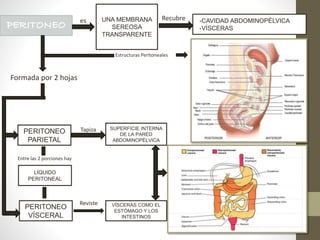 UNA MEMBRANA
SEREOSA
TRANSPARENTE
-CAVIDAD ABDOMINOPÉLVICA
-VÍSCERAS
PERITONEO
PARIETAL
PERITONEO
VÍSCERAL
SUPERFICIE INTERNA
DE LA PARED
ABDOMINOPÉLVICA
VÍSCERAS COMO EL
ESTÓMAGO Y LOS
INTESTINOS
LÍQUIDO
PERITONEAL
es Recubre
Formada por 2 hojas
Tapiza
Reviste
Entre las 2 porciones hay
Estructuras Peritoneales
 
