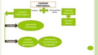 CAVIDAD
PERITONEAL
Se encuentran
dentro:
Cavidad
abdominal
Cavidad
pélvica
Contiene
LIQUIDO
PERITONEAL
Funcion
Contiene
-Leucocitos
-Anticuerpos
Lubrica
superficies
peritoneales
Permite los
movimientos de
la digestión
 