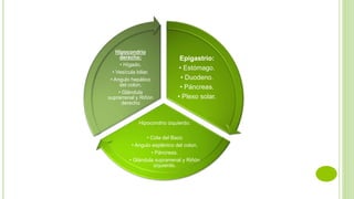 Epigastrio:
• Estómago.
• Duodeno.
• Páncreas.
• Plexo solar.
Hipocondrio izquierdo:
• Cola del Bazo
• Angulo esplénico del colon.
• Páncreas.
• Glándula suprarrenal y Riñón
izquierdo.
Hipocondrio
derecho:
• Hígado.
• Vesícula biliar.
• Angulo hepático
del colon.
• Glándula
suprarrenal y Riñón
derecho
 