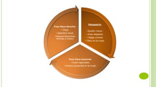 Hipogastrio:
• Epiplón mayor .
• Asas delgadas.
• Vejiga urinaria.
• Útero en la mujer.
Fosa ilíaca izquierda:
• Colon sigmoides.
• Anexos izquierdos en la mujer.
Fosa ilíaca derecha:
• Ciego.
• Apéndice cecal.
• Anexos femeninos
(trompa y ovario)
 