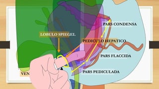BULBO
VENA CAVA
PARS FLACCIDA
PARS CONDENSA
PARS PEDICULADA
LOBULO SPIEGEL
PEDICULO HEPATICO
 