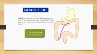 MESENTERIO
La Raíz del mesenterio es el borde adherente de este, es
decir el sitio donde el peritoneo parietal deja la pared
para hacerse visceral a ir a alcanzar luego al intestino
delgado.
El borde libre o vis-
ceral, mide 6,5 mts.
 