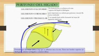 PERITONEO DEL HIGADO
LIGAMENTO FALCIFORME
LIGAMENTO CORONARIO
LIGAMENTO TRIANGULAR
Formado por dos hojas (dcha e izq) que se adhieren una a la otra. Tiene tres bordes: superior (al
diafragma), inferior (al hígado) y anterior (libre)
parte importante no cubierta por peritoneo visceral. De
forma romboidal
En forma de hoz, se refracta en la cara
superior del hígado al diafragma.
Y se expande hacia arriba formando las hojas del
ligamento falciforme.
 