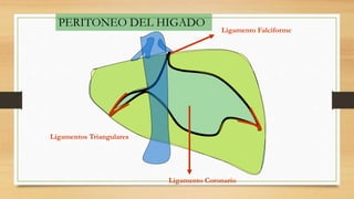 PERITONEO DEL HIGADO
Ligamento Coronario
Ligamentos Triangulares
Ligamento Falciforme
 