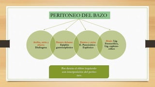 PERITONEO DEL BAZO
Arriba, atrás y
afuera:
Diafragma
Dentro delante:
Epiplón
gastroesplénico
Dentro y atrás:
E. Pancreático -
Esplénico
Abajo: Lig.
Frenocólico,
Lig. espleno-
cólico
Por detrás el riñón izquierdo
con interposición del perito-
neo.
 