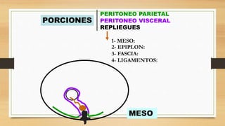 PORCIONES
PERITONEO PARIETAL
PERITONEO VISCERAL
REPLIEGUES
1- MESO:
2- EPIPLON:
3- FASCIA:
4- LIGAMENTOS:
MESO
 