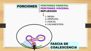 PORCIONES PERITONEO PARIETAL
PERITONEO VISCERAL
REPLIEGUES
1- MESO:
2- EPIPLON:
3- FASCIA:
4- LIGAMENTOS:
EPIPLON
FASCIA DE
COALESCENCIA
 