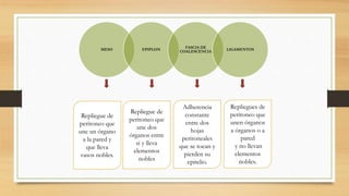 MESO EPIPLON
FASCIA DE
COALESCENCIA LIGAMENTOS
Repliegue de
peritoneo que
une dos
órganos entre
si y lleva
elementos
nobles
Repliegue de
peritoneo que
une un órgano
a la pared y
que lleva
vasos nobles.
Adherencia
constante
entre dos
hojas
peritoneales
que se tocan y
pierden su
epitelio.
Repliegues de
peritoneo que
unen órganos
a órganos o a
pared
y no llevan
elementos
nobles.
 