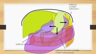 EPIPLON MAYOR O GASTRO
COLICO (indirectamente)
EPIPLON MENOR
EPIPLON
GASTRO
ESPLENICO
 