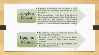 • Repliegue de peritoneo que cae desde la curva
tura mayor del estómago, por debajo del colon
transverso
• Está formado por hojas, 1era. desciende de la
cara anterior del estómago, 2da desciende de la
cara posterior del estómago, 3ra asciende
continuando a la 2da rodea al complejo duodeno
páncreas y desciende como 4ta continúa con la 1
Epiplón
Mayor
• Se extiende desde la curvatura menor del
estómago al hilio hepático.
• Presenta tres bordes y dos caras: Borde
gástrico, hepático y libre y cara anterior y
posterior.
• Presenta tres partes: pars pediculada, pars
fláccida, pars condensa
Epiplón
Menor
 