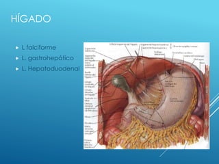 HÍGADO
 L falciforme
 L. gastrohepático
 L. Hepatoduodenal
 