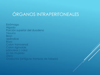 ÓRGANOS INTRAPERITONEALES
Estómago
Hígado
Porción superior del duodeno
Yeyuno
Íleon
apéndice
Bazo
Colon transversal
Colon sigmoide
páncreas ( cola)
en las mujeres:
Útero
Oviductos (antiguas trompas de falopio)
 