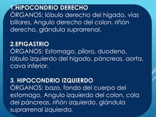 1.HIPOCONDRIO DERECHO
ÓRGANOS: lóbulo derecho del hígado, vías
biliares, Angulo derecho del colon, riñón
derecho, glándula suprarrenal.
2.EPIGASTRIO
ÓRGANOS: Estomago, píloro, duodeno,
lóbulo izquierdo del hígado, páncreas, aorta,
cava inferior.
3. HIPOCONDRIO IZQUIERDO
ÓRGANOS: bazo, fondo del cuerpo del
estomago, Angulo izquierdo del colon, cola
del páncreas, riñón izquierdo, glándula
suprarrenal izquierda.
 