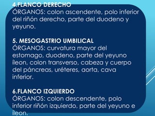 4.FLANCO DERECHO
ÓRGANOS: colon ascendente, polo inferior
del riñón derecho, parte del duodeno y
yeyuno.
5. MESOGASTRIO UMBILICAL
ÓRGANOS: curvatura mayor del
estomago, duodeno, parte del yeyuno
íleon, colon transverso, cabeza y cuerpo
del páncreas, uréteres, aorta, cava
inferior.
6.FLANCO IZQUIERDO
ÓRGANOS: colon descendente, polo
inferior riñón izquierdo, parte del yeyuno e
íleon.
 