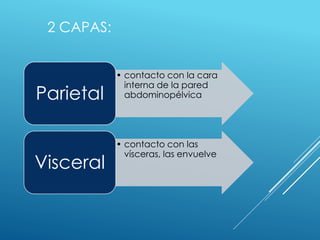 2 CAPAS:
• contacto con la cara
interna de la pared
abdominopélvicaParietal
• contacto con las
vísceras, las envuelve
Visceral
 