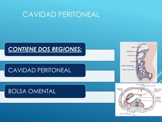 CAVIDAD PERITONEAL
CONTIENE DOS REGIONES:
CAVIDAD PERITONEAL
BOLSA OMENTAL
 