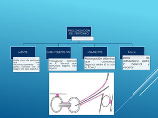 PROLONGACIÓN
DEL PERITONEO
MESOS:
Doble capa de peritoneo
que une
neurovascularmente la
pared corporal con el
órgano del Tubo digestivo
OMENTO/EPIPLON:
Prolongación bilaminal
de P. Visceral que
comunica órgano con
órgano
LIGAMENTO:
Prolongación bilaminar
que comunica
órganos entre sí o con
la Pared
Fascia
zona de
adherencia entre
P. Parietal y
visceral
 