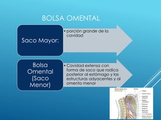 BOLSA OMENTAL
•porción grande de la
cavidad
Saco Mayor:
•Cavidad extensa con
forma de saco que radica
posterior al estómago y las
estructuras adyacentes y al
omento menor
Bolsa
Omental
(Saco
Menor)
 
