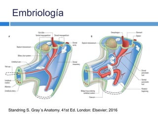 Anatomía y Fisiología del peritoneo y peritonitis | PPTX