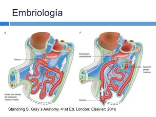 Anatomía y Fisiología del peritoneo y peritonitis | PPTX