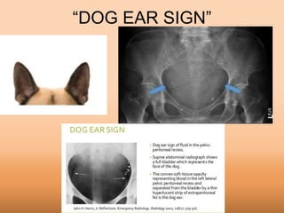 Dog Ear Sign Radiograph Carcinomatose Peritoneal e outras Anomalias | PPTX