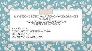 UNIVERSIDAD REGIONAL AUTÓNOMA DE LOS ANDES
“UNIANDES”
FACULTAD DE CIENCIAS MEDICAS
CARRERA DE MEDICINA
ANATOMIA II
EVELYN LISSETH HERRERA MEDINA
SEGUNDDO “B”
DR. ARMANDO QUINTANA
 
