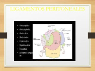 LIGAMENTOS PERITONEALES
 