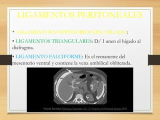 LIGAMENTOS PERITONEALES
• LIGAMENTOS SUSPENSORIOS DEL HIGADO:
• LIGAMENTOS TRIANGULARES: D/ I unen el hígado al
diafragma.
• LIGAMENTO FALCIFORME: Es el remanente del
mesenterio ventral y contiene la vena umbilical obliterada.
 