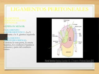 LIGAMENTOS PERITONEALES
LIGAMENTOS
PERITONEALES DEL
ESTOMAGO:
• EPIPLON MENOR:
• LIGAMENTO
GASTROHEPÁTICO : La V.
coronaria y la A. gástrica izquierda
• LIGAMENTO
HEPATODUODENAL:
Contiene la vena porta, la arteria
hepática, los conductos hepáticos
comunes y parte del conducto
cístico
 