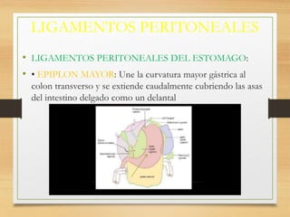 LIGAMENTOS PERITONEALES
• LIGAMENTOS PERITONEALES DEL ESTOMAGO:
• • EPIPLON MAYOR: Une la curvatura mayor gástrica al
colon transverso y se extiende caudalmente cubriendo las asas
del intestino delgado como un delantal
 