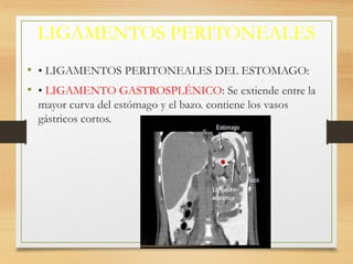LIGAMENTOS PERITONEALES
• • LIGAMENTOS PERITONEALES DEL ESTOMAGO:
• • LIGAMENTO GASTROSPLÉNICO: Se extiende entre la
mayor curva del estómago y el bazo. contiene los vasos
gástricos cortos.
 