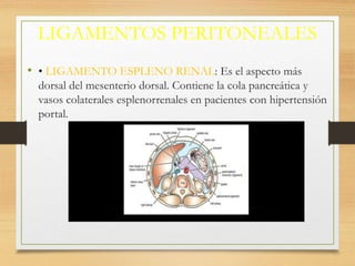LIGAMENTOS PERITONEALES
• • LIGAMENTO ESPLENO RENAL: Es el aspecto más
dorsal del mesenterio dorsal. Contiene la cola pancreática y
vasos colaterales esplenorrenales en pacientes con hipertensión
portal.
 