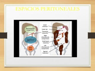 ESPACIOS PERITONEALES
 